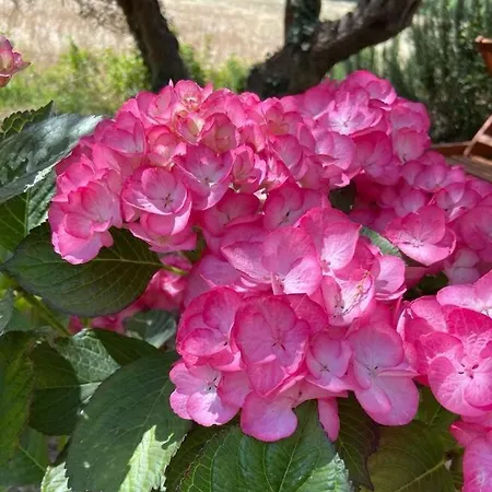 Apartamento L'ortensia