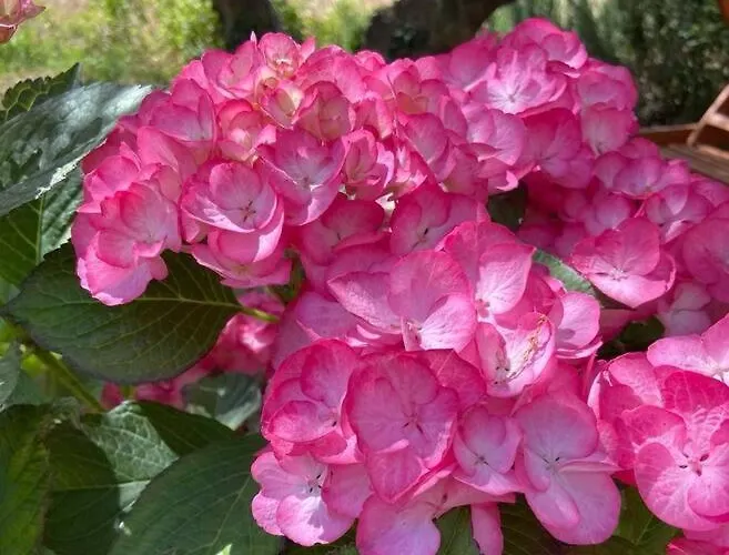 Apartamento L'ortensia